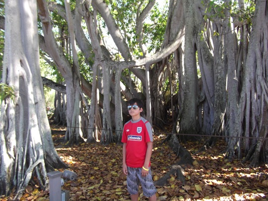 Banyan tree