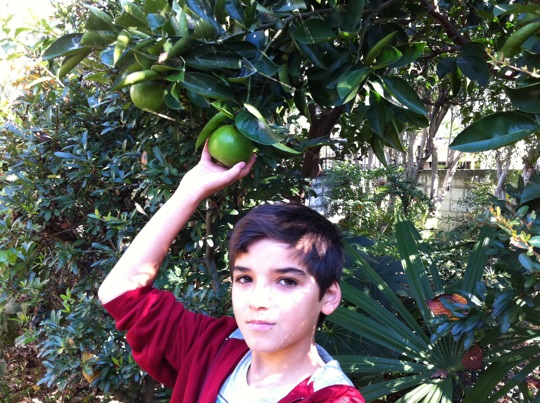 Mikan (tangerines) ripening in the garden